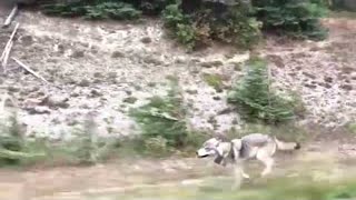 Grey Wolf Chases Family In Car Viralhog