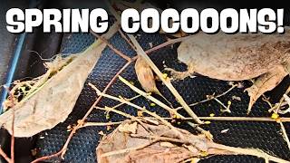 How to Find Moth Cocoons FAST With This Simple Technique | Cocoon Hunting Tips