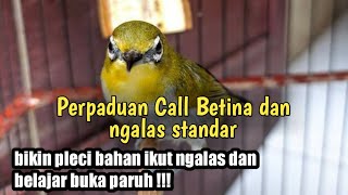 pancingan pleci betina memanggil jantan cocok untuk pleci bahan agar cepat buka paruh