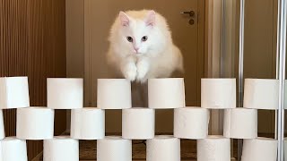 Cats vs Toilet Paper Wall | PART 4