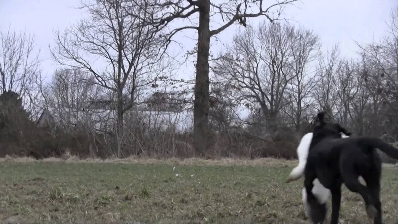 2014 Arkansas Snow Goose YouTube