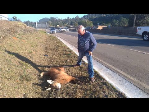 Lobo-guará atropelado em rodovia do Sul de Minas
