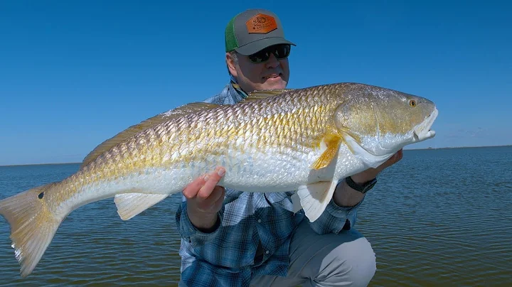Giant Bull Redfish