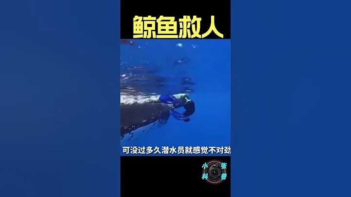 鯨魚救人 #shorts #科普 #鯨魚 - 天天要聞
