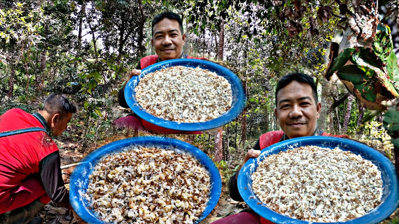 วันนี้ไปหาของสูงอีกแล้วครับหมานครับ ไข่มดแดงมีแต่ไข่ใหญ่ๆจุ๊ๆเลยครับ/28/ก.พ/69