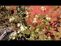 Peaceful breeze Flowers by the wood pile