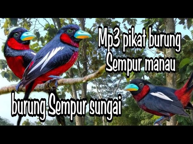 Suara pikat burung Sempur manau ⏩ Sempur sungai class=