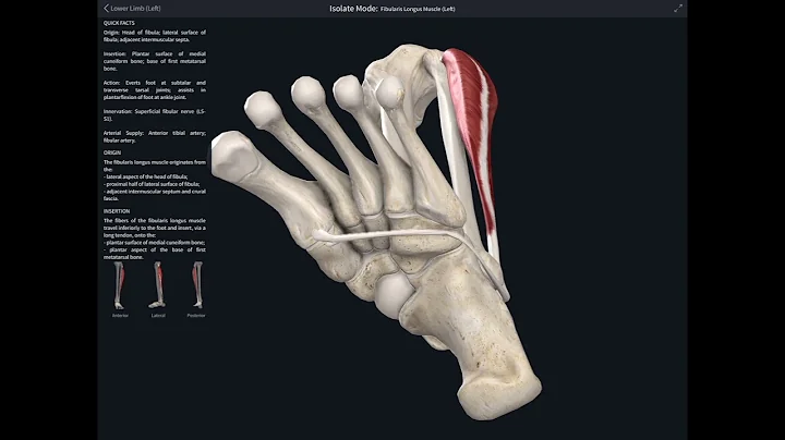 Lockdown Anatomy with Prof Alice Roberts #13 leg muscles