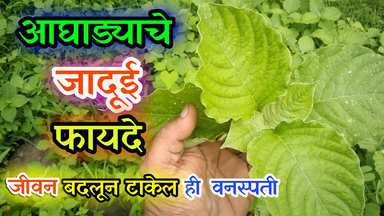 आघाडा वनस्पतीचे जादूई फायदे ! aghada vanaspati swagat todkar ! aghada