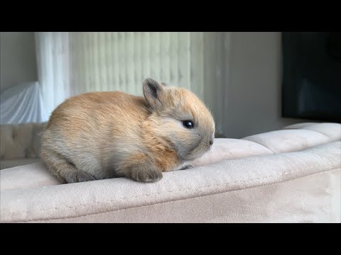 Video: Salkım Tavşan