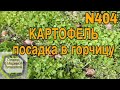 КАРТОФЕЛЬ  часть 3 🌰🌰🌰  Мой смешной посадочный материал [17.05.2018]