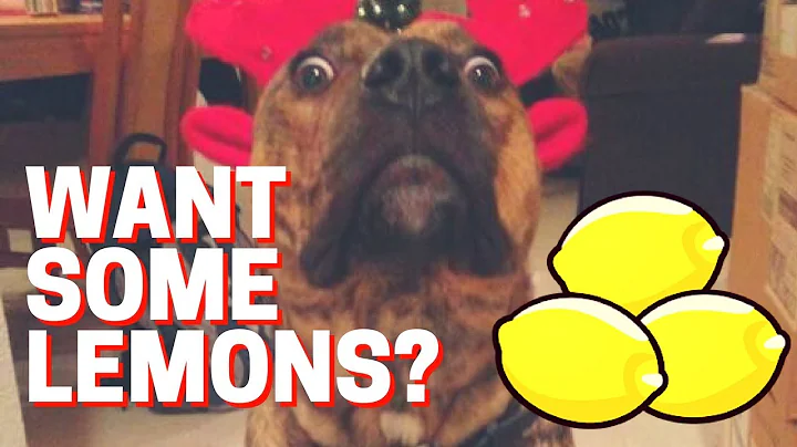 Very Funny Videos of Dogs Reacting to Lemons Compilation (NEW)