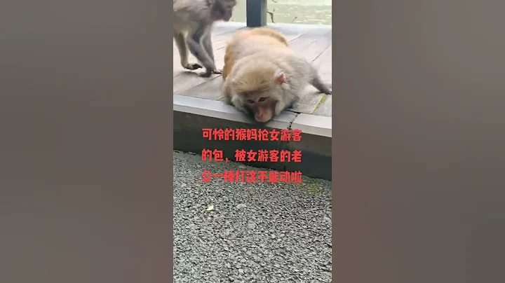 🐒妈抢女游客的包，被女游客的老公一棒打的这不能动 - 天天要闻