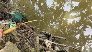 Tập 532 - Phát Hiện Điểm Câu Cá Rô Dưới Cống Chạm Bơm Ngoài Cánh Đồng Cá Rô Ăn Liên Tục