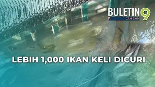 Penternak Kecewa, Lebih 1,000 Ekor Ikan Keli Dicuri