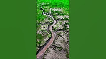The tree of life appears on the banks of Qiantang River. Every texture is breathing. The branche