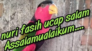 burung nuri fasih ucap salam | assalamualaikum