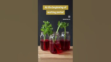 Celery Capillary Action Experiment | Steam Projects