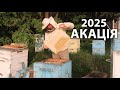 Супер медозбір АКАЦІЯ 2025 Качаємо мед якого ніде нема