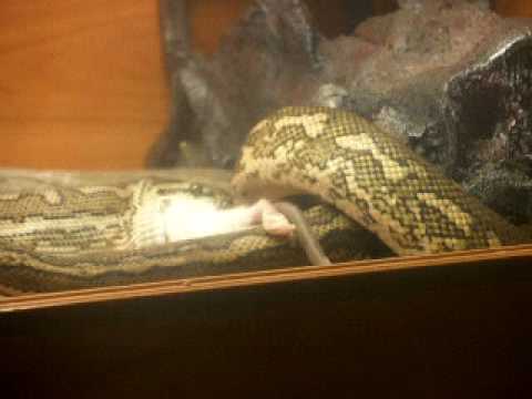 Carpet Python Eating Rat - YouTube