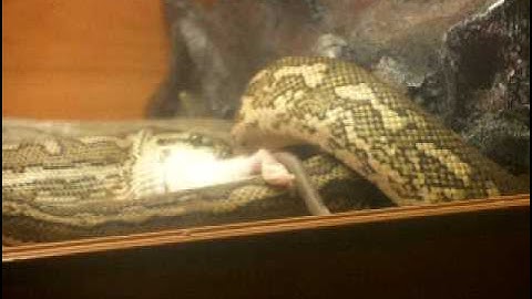 Carpet Python Eating Rat