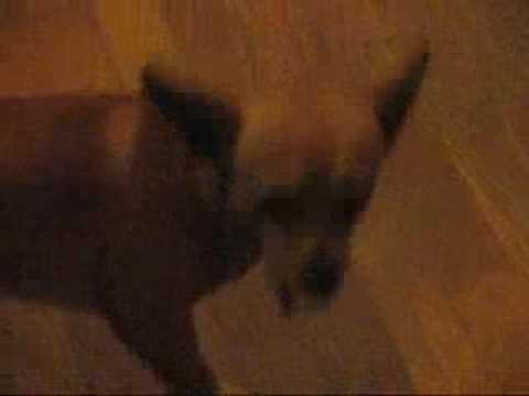 Chihauhau Deer Dog