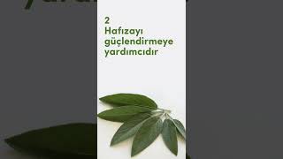 Adaçayının 7 faydası #adaçayı #bağışıklık #bağışıklıkgüçlendirici #bağışıklıksistemi