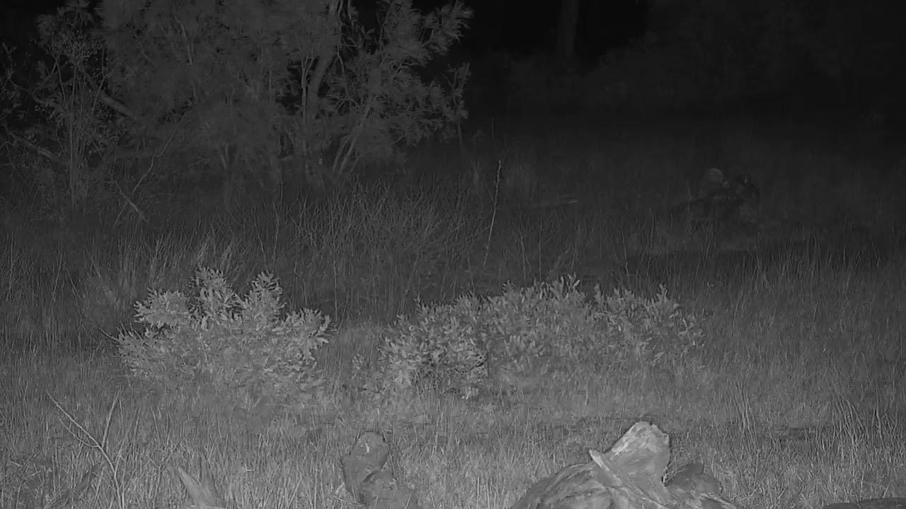 camera iphone 8 plus apk Djuma: Leopard-Hosana male hiding in the grass-then moves off - 18:56 - 07/25/19