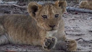 SafariLive- Nkuhuma lion cubbies cuteness!