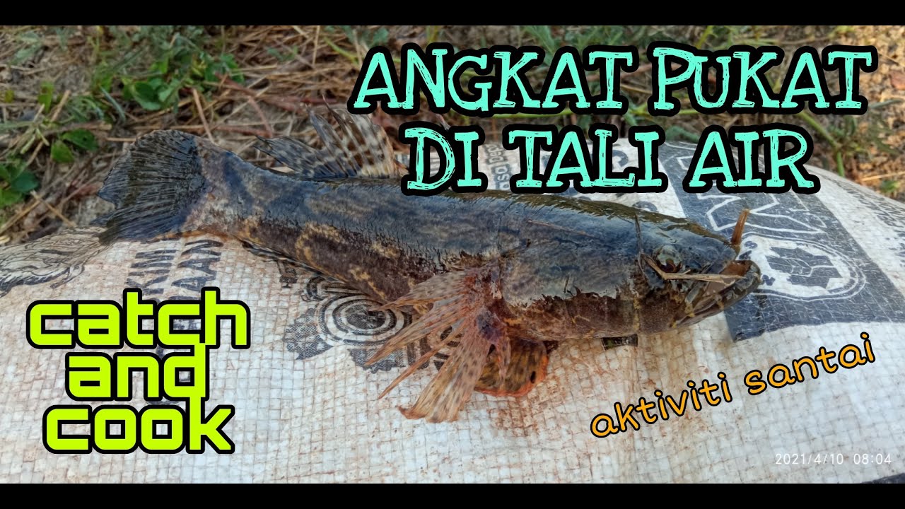 #EP147 Angkat Pukat Ikan di Tali Air - ubi hantu bakaq