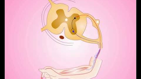 what is reflex action / download / animation