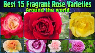130 - Best 15 Fragrant Rose Varieties || Mr Lincoln, New Dawn, Radiant Perfume || Floral Gardening
