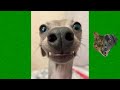 Funny animals 😻 compilation #6 - Best Of The 2021 Funny Animal Videos 😹 - Cutest Animals Ever