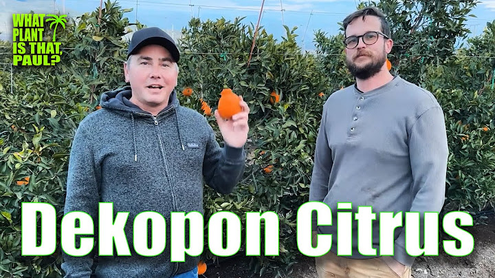 SHIRANUI MANDARIN (DEKOPON) MEGA TOUR with TIM GEORGE / GROWING DEKOPON on a LARGE SCALE (REUPLOAD)