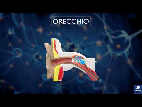 Video: Orecchio Lattiginoso