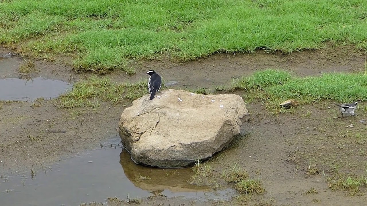 White browed Wagtail pair 