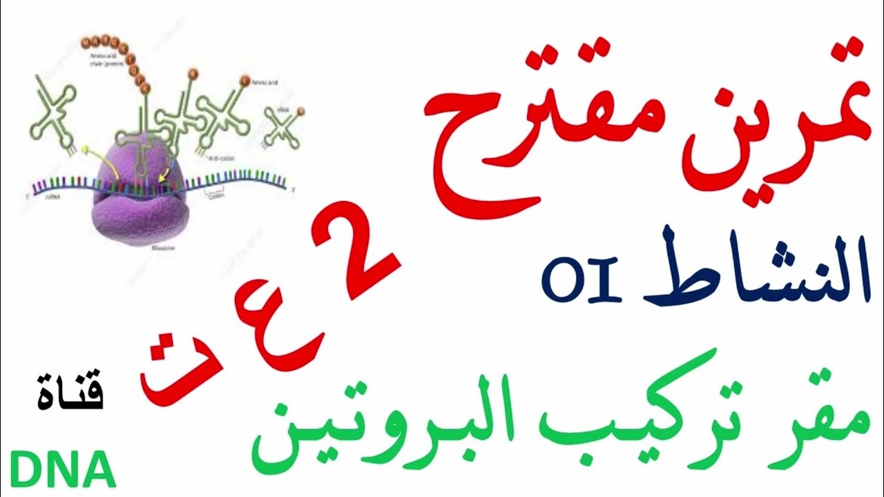 تمرين حول تركيب البروتين للسنة الثانية ثانوي
