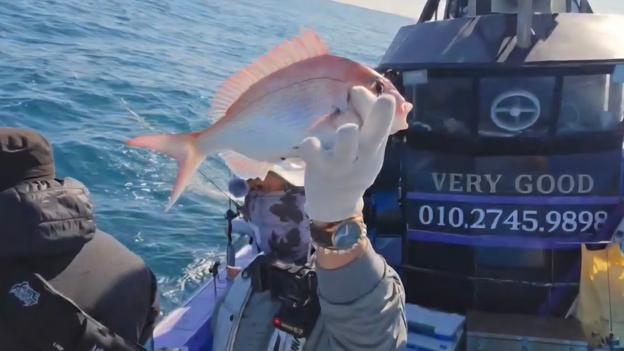 [2화 타이라바 - 실시간피딩] #타이라바 #참돔낚시 #참돔타이라바 #루어전문선사  지난라이브영상의 끊김없는 33분실시간입니다.