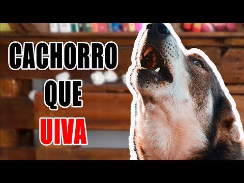 Porque os cachorros UIVAM? Da pra resolver? - Cão em Foco Responde