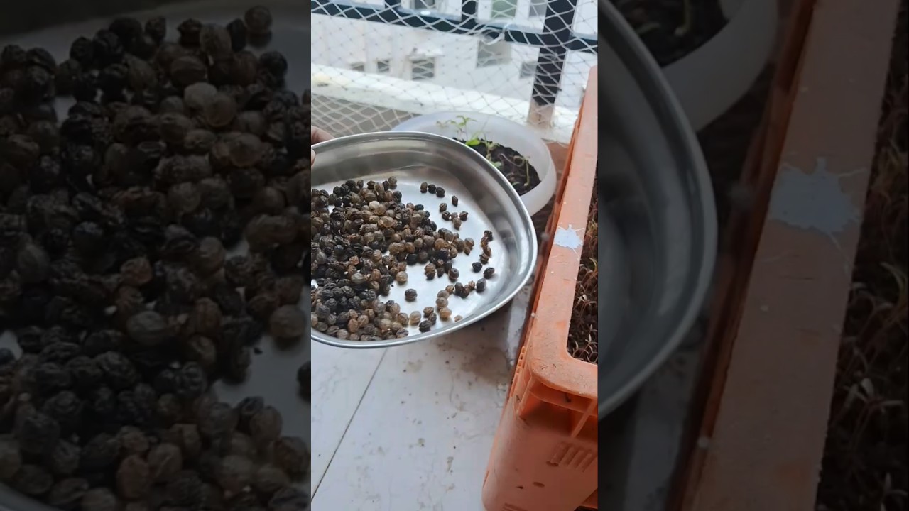 how we grow papaya plants from papaya seeds|| 