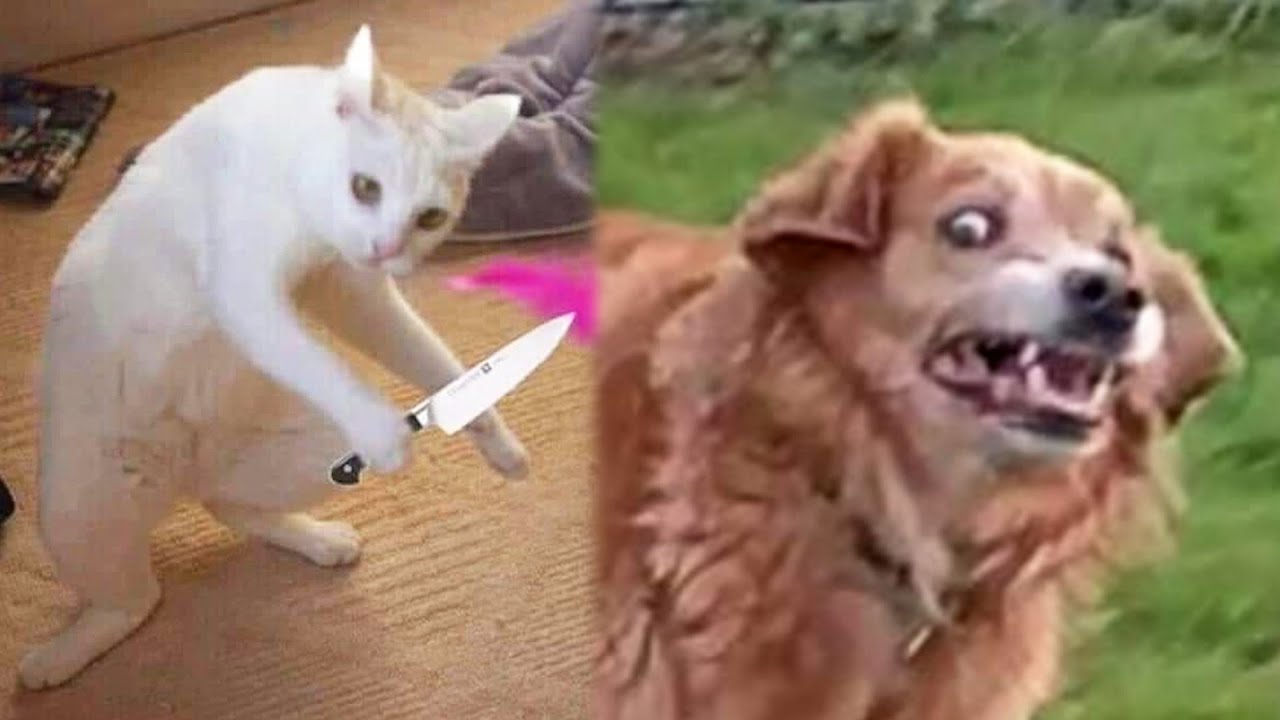 FUNNY Videos with Animals and PETS 🤣 №14 TikTok Compilation | JoysPets ...