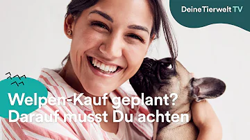 Wie alt muss ein Hund sein um ihn zu kaufen?