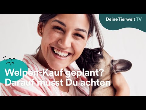 Video: Wie Kaufe Ich Einen Welpen?