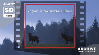 A YEAR IN THE PRIMEVAL FOREST