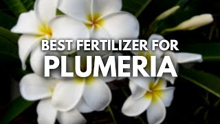 Best Fertilizer For Plumeria - Loads of Aroma and Growth