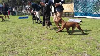 Expo American Pitbull Terrier Fca Argentina