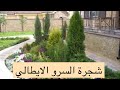 زراعة السرو الايطالي و طريقة العنايه به و اكثاره زراعة السرو الايطالي و طريقة العنايه به و اكثاره