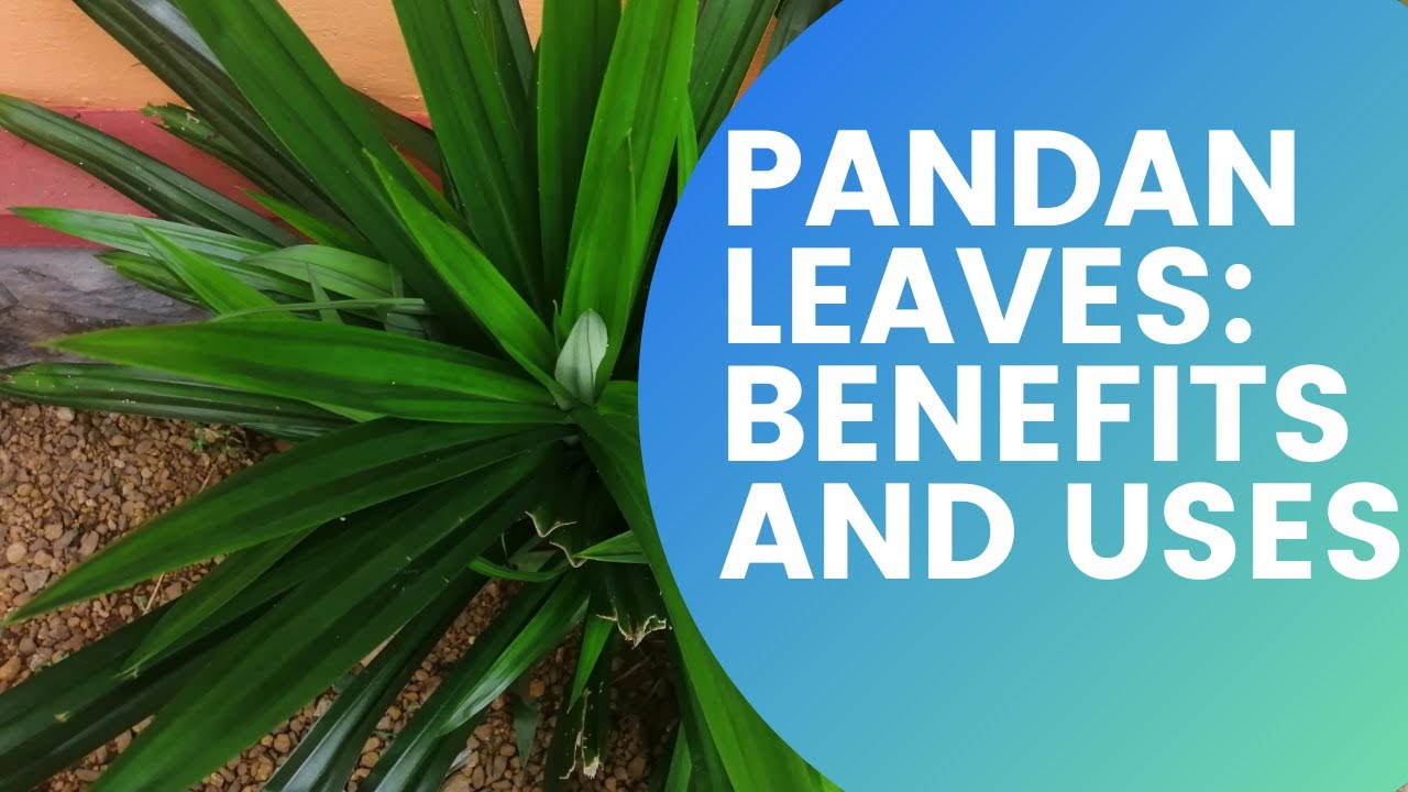 Pandan Leaves Benefits and Uses YouTube