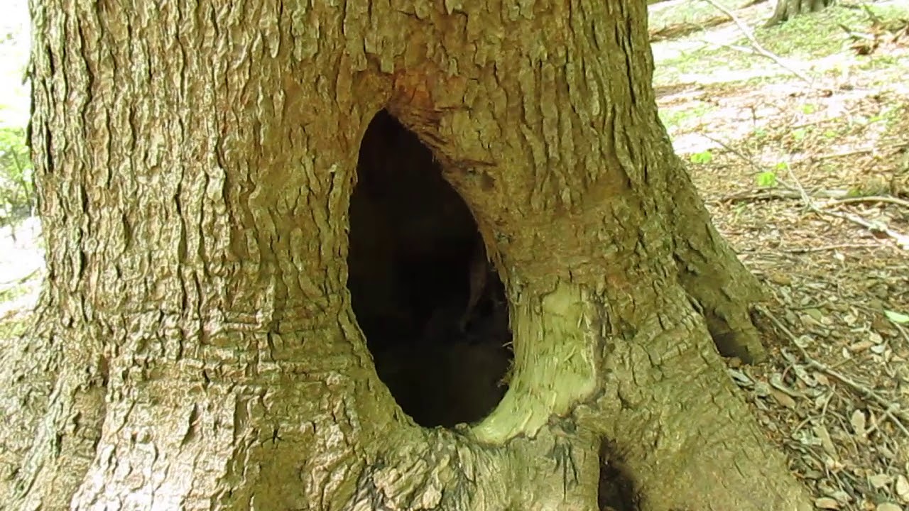 Gawra w starej jodle - Beskid Niski