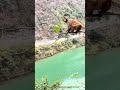 猿の“リンゴ狩り”:枝の上で繰り広げるバランスと知恵